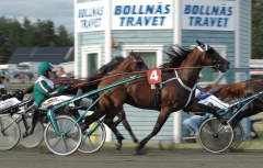 Maharajah var inte som bäst på Bollnästravet. Foto; A.Lindblom/Travkompaniet